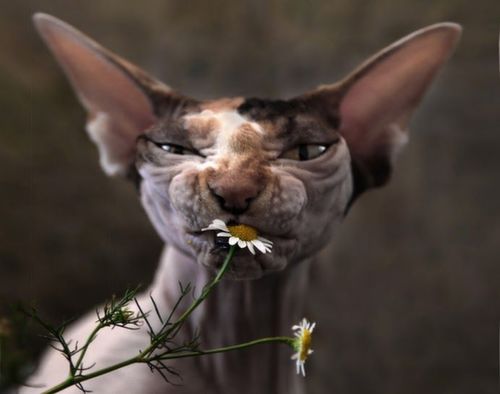 cat2