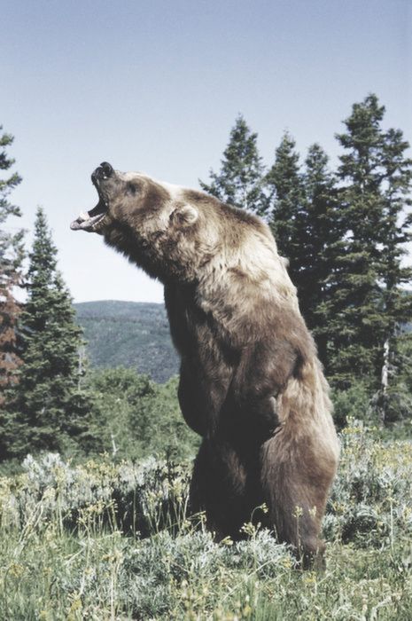 AMERICAN BROWN or GRIZZLY BEAR Ursus arctos horribilis snarling, July USA