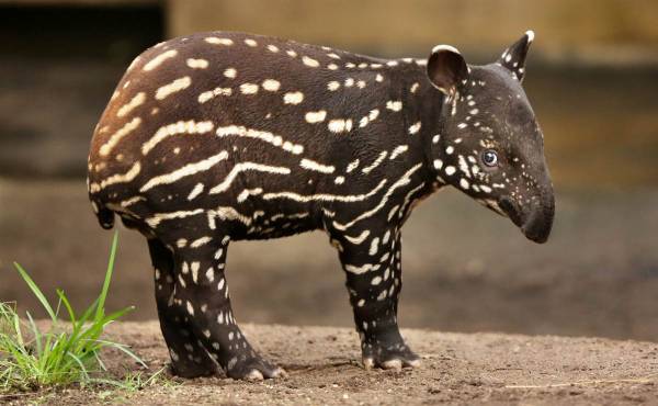 tapir