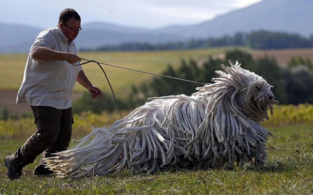 Komondor une sorte de chien Hongrois, - Imgur