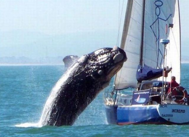 Une baleine détruit un bateau près de la côte Mexicaine - Imgur