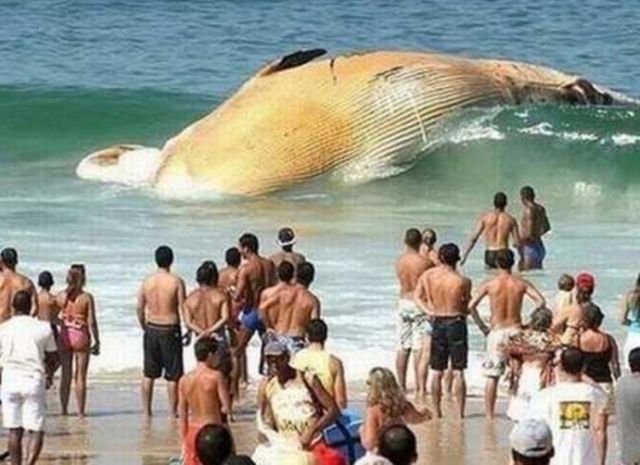 Une baleine morte sur une plage - Imgur