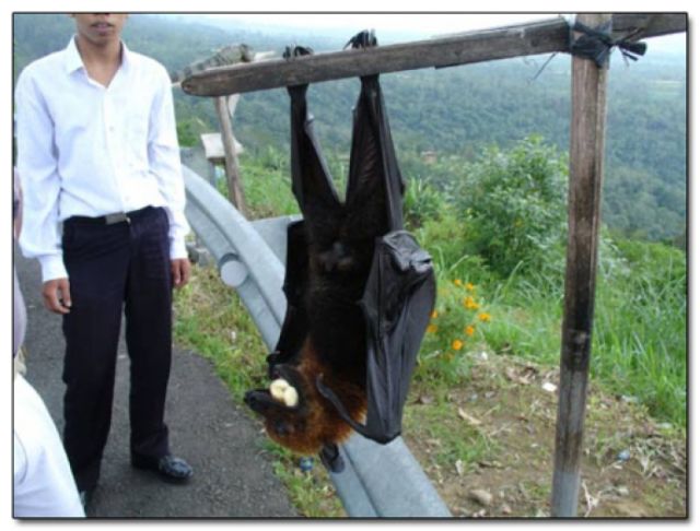 Une chauve-souris qui semble venir d'une autre planète - Imgur