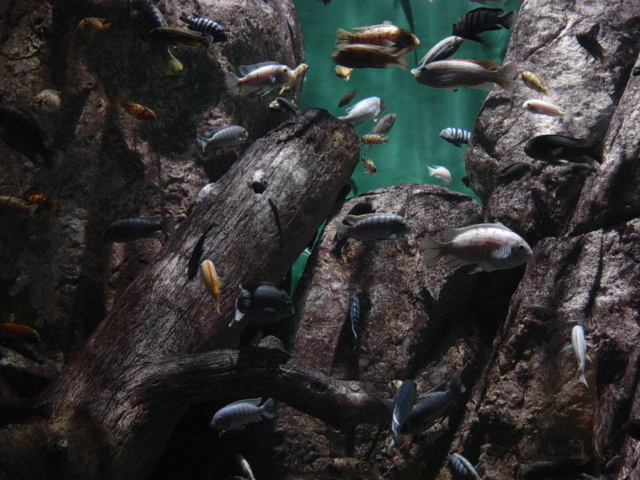 Lake_Malawi_Aquarium