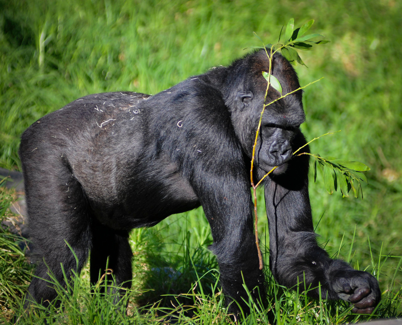 Lieu Afrique Virunga