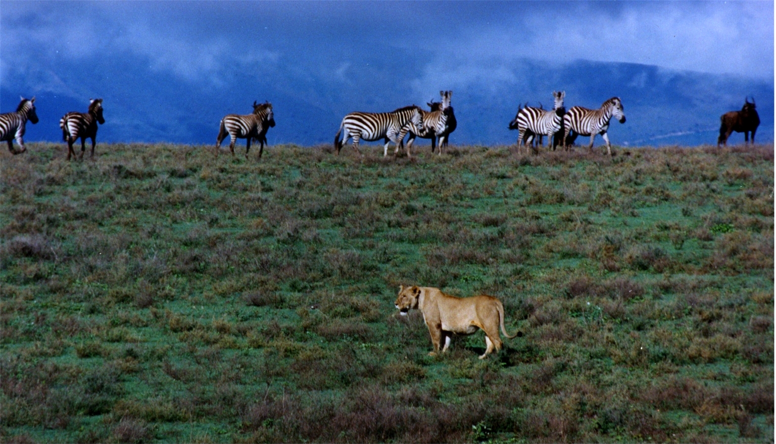 Lieux Afrique Ngorongoro