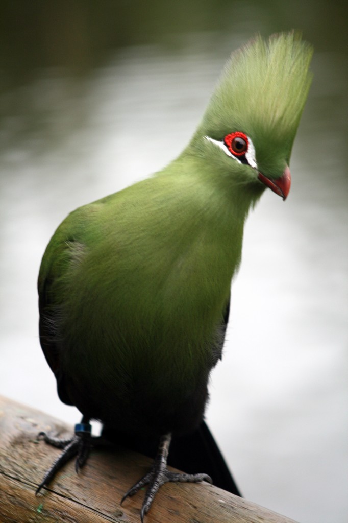 Tauraco_persa_(captive_-_Birds_of_Eden)