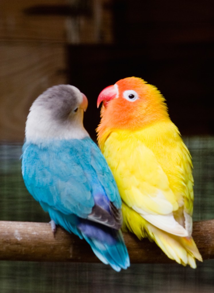 Three_lovebirds_on_a_perch-8a