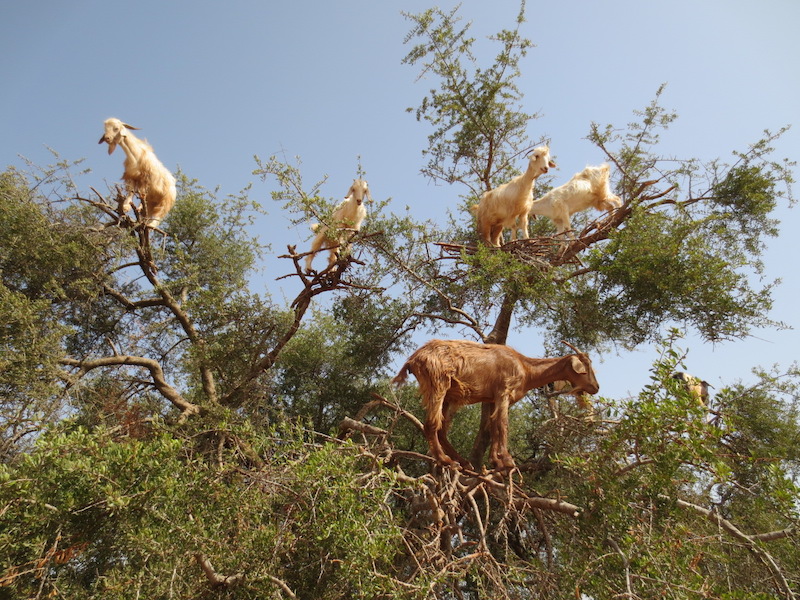 chevre maroc