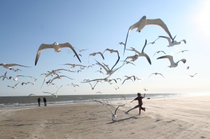 Flock_of_Seagulls_(eschipul)