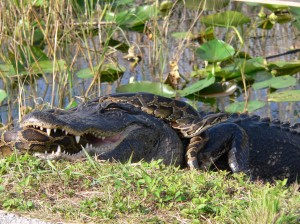 Gator_and_Python