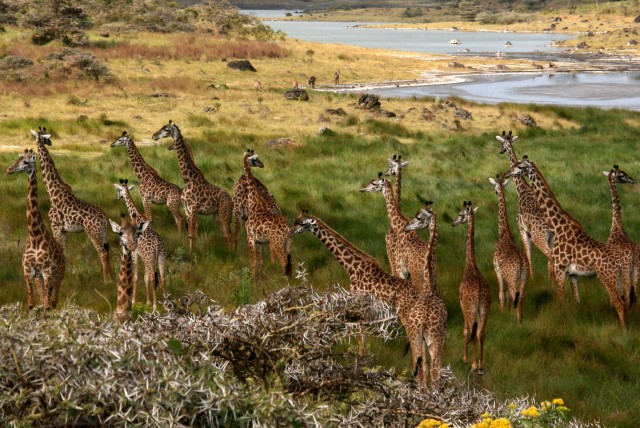 Giraffes_Arusha_Tanzania