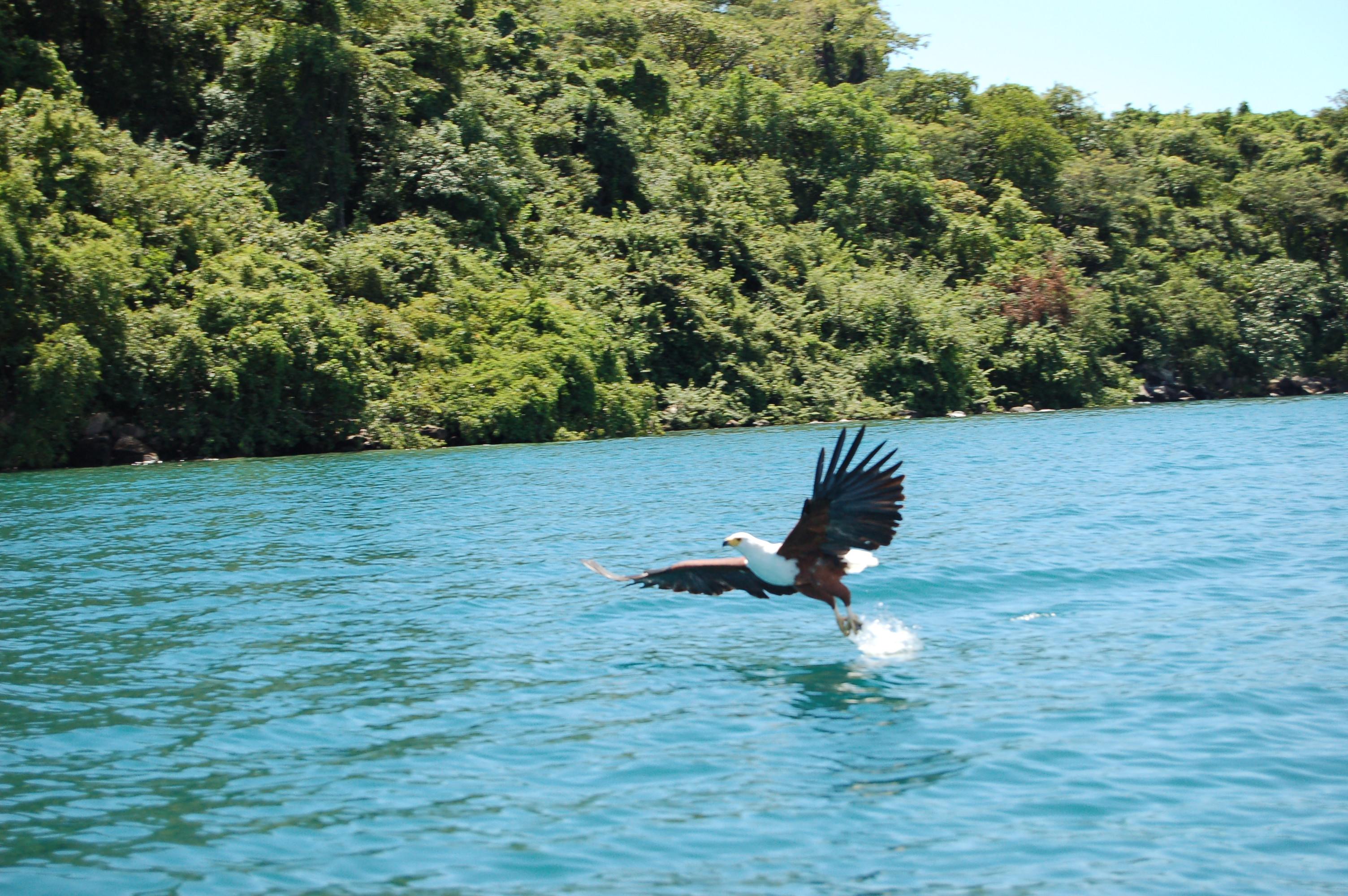 Lake_Malawi_fish_eagle