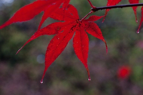 rouge