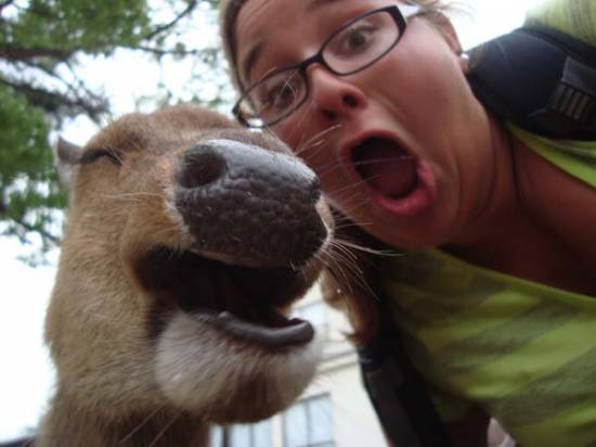 animal-selfies9