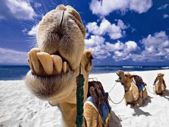 cute_camel_06