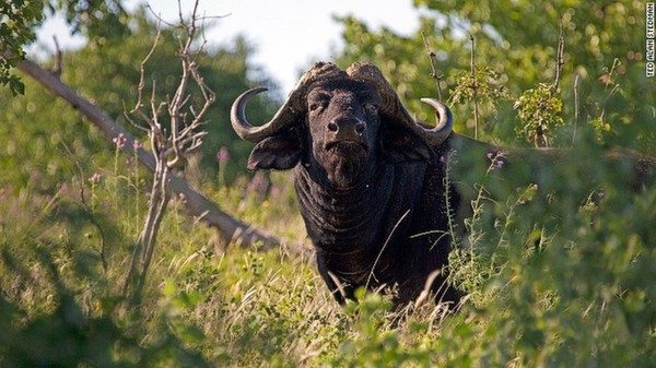 Wildlife series from Namibia