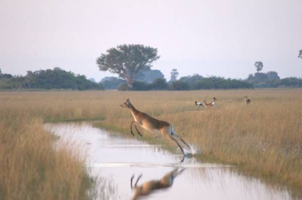 Flying-female-Lechwe