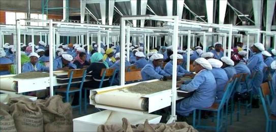 ethiopian_workers