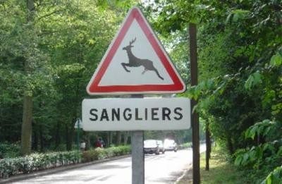 sangliers