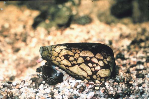 Conus_marmoreus_feeding_on_cowrie