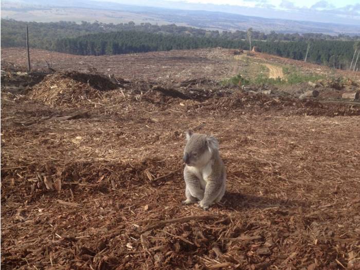 10. Ce pauvre koala n'a plus de maison - Imgur