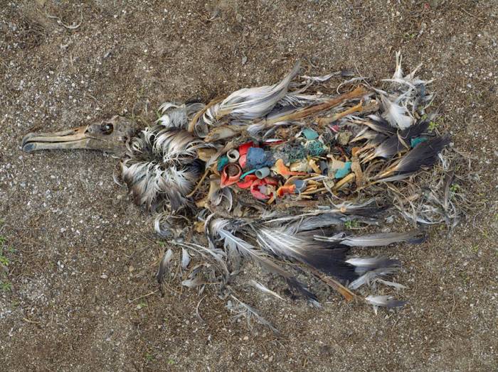 11. Ce pauvre oiseau est mort des déchets avalés - Imgur