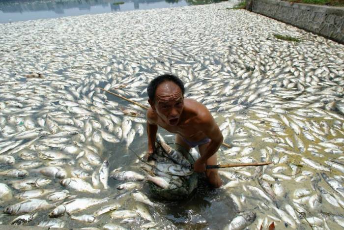 19. Un homme tente de nettoyer un lac plein de poissons morts - Imgur