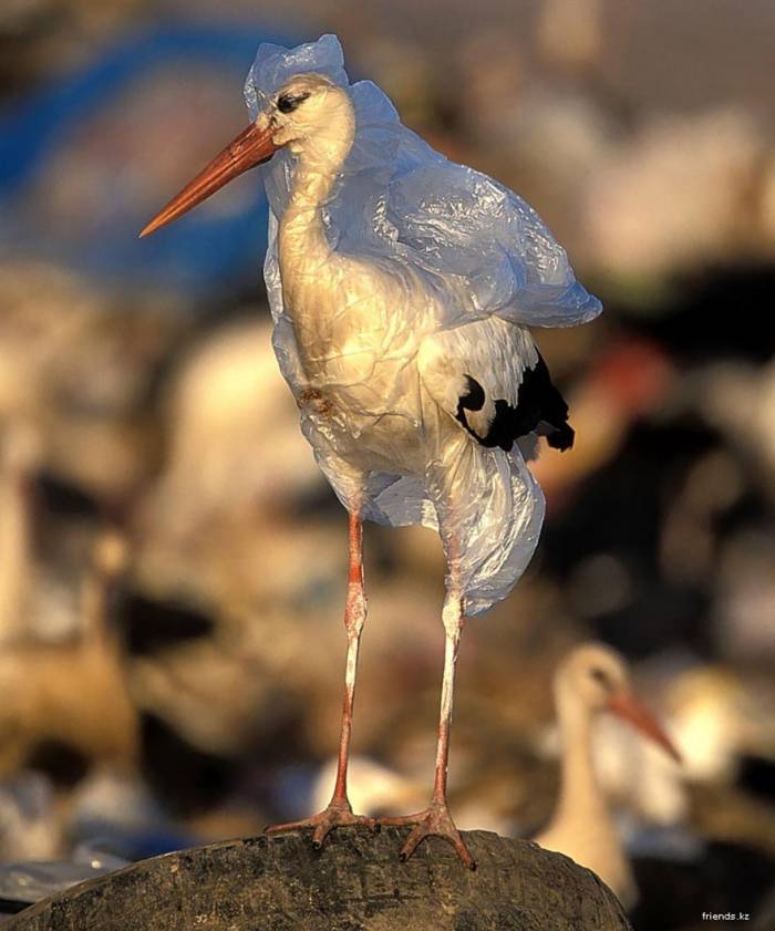 6. Une cigogne prise dans un sac en plastique. - Imgur