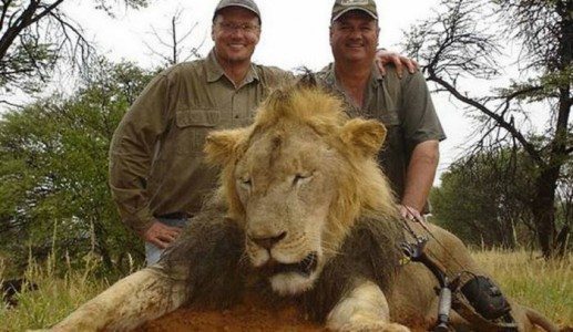 Après La Mort Du Lion Cecil Le Zimbabwe Restreint La Chasse Afrizap