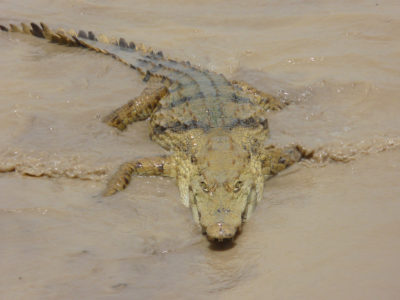 crocodile benin