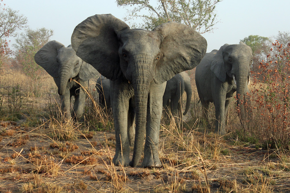 Pendjari parc bénin